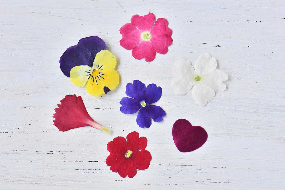 食用花（ドライ）一覧 EDIBLE GARDEN