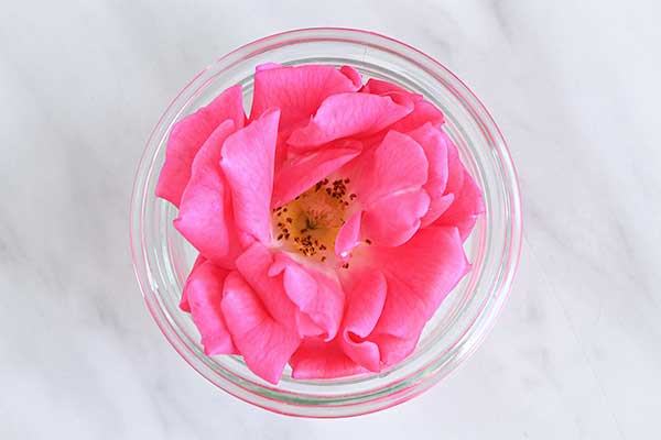 食用バラ 八重咲ピンク 3輪セット Edible Garden