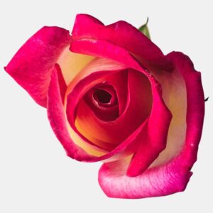 Nobel Rose カリフォルニア ドリーミング